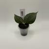 plant/0373 Hoya Polyneura Silver Splash-0-thumbnail