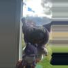 plant/Highly chase Kuromi with detachable plushy-0-thumbnail