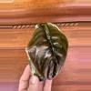 plant/Alocasia Cuprea-0-thumbnail