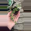 plant/String of Watermelons 2”-0-thumbnail