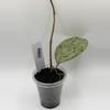 plant/0407 Hoya Michelle-0-thumbnail
