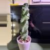 plant/Spiral Cactus-0-thumbnail