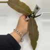 plant/0361 Hoya Undulata Red-0-thumbnail