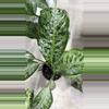plant/Aglaonema Crystal Bay (2 plants)-0-thumbnail