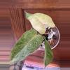 plant/Philodendron Paraiso Verde #0011-0-thumbnail
