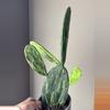 plant/Variegated opuntia prickly pear cactus-0-thumbnail