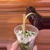 plant/Alocasia Cuprea-1-thumbnail