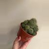plant/Mamillaria cluster-1-thumbnail