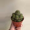 plant/Mamillaria cluster-0-thumbnail