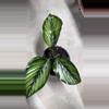 plant/Calathea 'Beauty Star', a type of prayer plant known for its striking foliage.-1-thumbnail