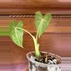 plant/Alocasia Micholitziana ‘Frydek’-3-thumbnail