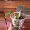plant/Alocasia Green Unicorn-2-thumbnail