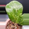 plant/Hoya Michele Splash-2-thumbnail