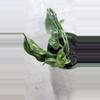 plant/EPIPREMNUM AUREUM 'SHANGRI LA' ( plant for sale foto 2-3)-1-thumbnail