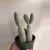 plant/Pinecone cactus-1-thumbnail
