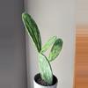 plant/Variegated opuntia prickly pear cactus-2-thumbnail