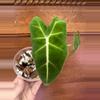plant/Alocasia Micholitziana ‘Frydek’-1-thumbnail