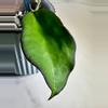 plant/Hoya Maliksi (UPT001)-2-thumbnail