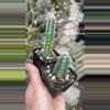 plant/Cactus Pilocereus Blue Torch 2”-0-thumbnail