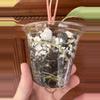 plant/Philodendron Paraiso Verde #0011-1-thumbnail