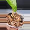plant/Hoya Michele Splash-4-thumbnail