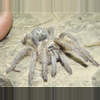 plant/$150 Retail Harpactira dictator (Dictator Baboon Tarantula) 1.5"-0-thumbnail