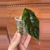plant/Alocasia Green Unicorn-4-thumbnail