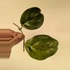 plant/Hoya AH052 2 nodes w growth point-0-thumbnail