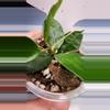 plant/Hoya Lacunosa Asami Clone 2-3-thumbnail