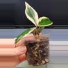 plant/Hoya Carnosa 'Snowball'-3-thumbnail