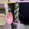 plant/Spiral Cactus-1-thumbnail