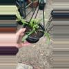 plant/Rhipsalis Micrantha f. Rauhiorum 4.5”-0-thumbnail
