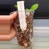 plant/Hoya Michele Splash-5-thumbnail