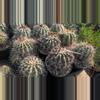 plant/NEW !Seed - Copiapoa Grandiflorus - 15 pcs - mother plants in listing-0-thumbnail