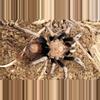 plant/$250 Retail Hapalotremus sp 'Puma' (Highland White & Red Tarantula) 1"-0-thumbnail