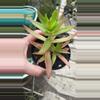 plant/Crassula Sharks Tooth 3”-0-thumbnail