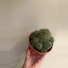 plant/Mamillaria cluster-2-thumbnail