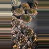 plant/NEW ! Seed  - Ariocarpus Trigonus Horacekii - 10 pcs - mother plants in listing-1-thumbnail