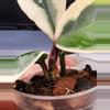 plant/Hoya Carnosa 'Snowball'-2-thumbnail