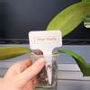 plant/Hoya Noelle-Free Shipping-5-thumbnail