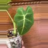 plant/Alocasia Micholitziana ‘Frydek’-2-thumbnail