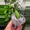 plant/Hoya Rosita with peduncle-0-thumbnail