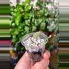 plant/Hoya Rosita with peduncle-2-thumbnail