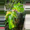 plant/Monstera Aurea Top Cut-2-thumbnail