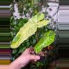 plant/Paraiso Verde Philodendron-0-thumbnail
