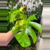 plant/Monstera Aurea Top Cut-0-thumbnail
