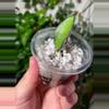 plant/Hoya Rosita with peduncle-1-thumbnail