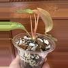 plant/Philodendron Paraiso Verde #0011-3-thumbnail