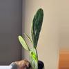 plant/Variegated opuntia prickly pear cactus-1-thumbnail