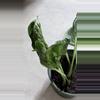 plant/EPIPREMNUM AUREUM 'SHANGRI LA' ( plant for sale foto 2-3)-2-thumbnail